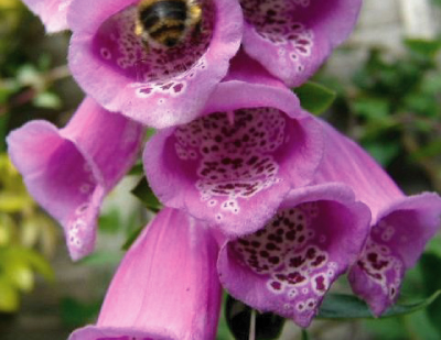 Foxglove