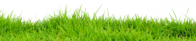 Grass