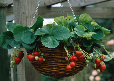 Strawberry Pot